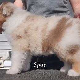 Spur - Red merle male Australian Shepherd puppy in Clover, Virginia from Four Winds Australian Shepherds