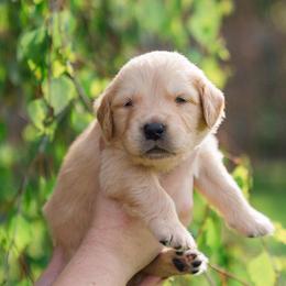 Tyler James - Golden male Golden Retriever puppy in Oregon from A Goldens First Love