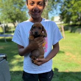 Daisy Take me Home - Sable female Dachshund puppy in Mansfield, Ohio from Ohio House of Frenchies