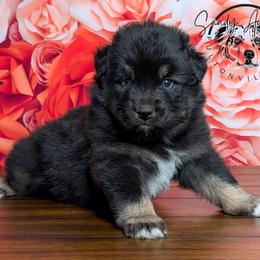 Deja Vu (1 blue eye 1 brown eye) - Black tri-color female Australian Shepherd puppy in Fultonville, New York from Sandy Aussies & Pomeranians