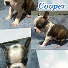 Cooper - Brindle and white male Boston Terrier puppy in Brazos Point, Texas from TX Southern Belle Boston Terriers