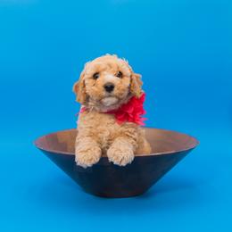 Blossom - Apricot female Goldendoodle puppy in Norfolk, Virginia from 757 Doodles