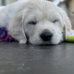 Golden Retriever Puppies from Bramble Berry Goldens
