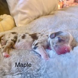 Girl 1 - female Miniature Australian Shepherd puppy in Kentucky from Natural Life Ranch