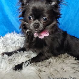 Tina - Chihuahua