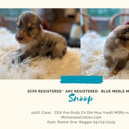 Snoop - Blue merle white and tan male Collie puppy in Plato, Minnesota from Minnesota Collies