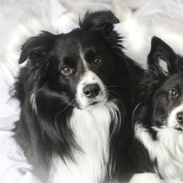 Border Collie All Grown Up from Element Border Collies