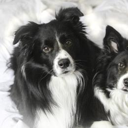 Border Collie All Grown Up from Element Border Collies