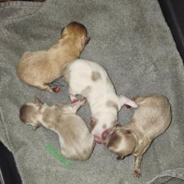 Lilac white markings - Chocolate blue female Chihuahua puppy in Richmond, Virginia from Breens