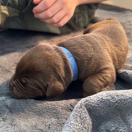 Dark Blue Boy - Chocolate male Labrador Retriever puppy in Rock Hill, South Carolina from North Star Retrievers