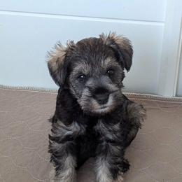 Elizabeth - Salt and pepper female Miniature Schnauzer puppy in Ferndale, Washington from Blackhorse Schnauzers Washington state