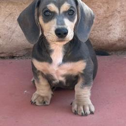 River - Dachshund