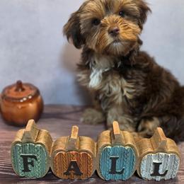 Chocolate liver girl - Liver female Yorkshire Terrier puppy in Thornville, Ohio from My precious yorkies