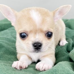 Susi - Merle Chihuahua puppy in Westport, New York from Chantilly chihuahuas