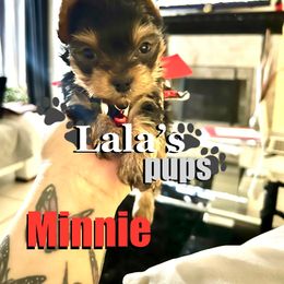 Yorkshire Terrier Puppies from Lala’s Pups