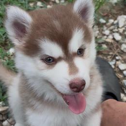 Chrissy - Red and white female Pomsky puppy in Spring Hill, Florida from PDQ Pomskies