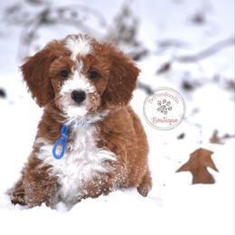 Blue boy - Red male Bernedoodle puppy in Waukesha, Wisconsin from Bernedoodle Boutique (and Cavapoos)