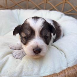 Girl 3 - Parti female Miniature Schnauzer puppy in Calera, Alabama from Tuck’s Farmstead