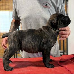 Lt Blue - Black male Cane Corso puppy in Paris, Texas from Knucklehead Cane Corso