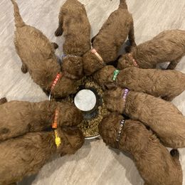 Poodle Puppies from Shamrock’s Poodles