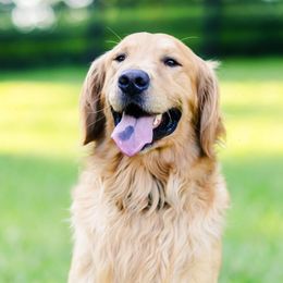 Moshe - Golden Retriever