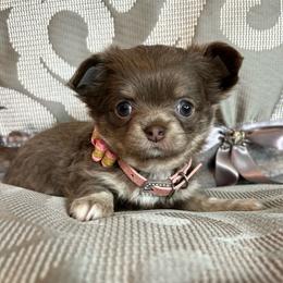 Mila - Silver female Chihuahua puppy in Mesa, Arizona from Arizona Dream Chihuahuas