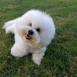 Bonnie - Bichon Frise