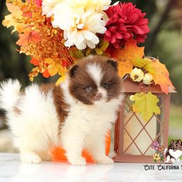 AKC Princess - Chocolate parti female Pomeranian puppy in Santa Rosa, California from Cute California Poms