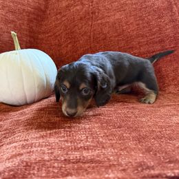 Boy 2 - Chocolate and cream male Dachshund puppy in Canton, Texas from Bonnie and Clyde Dachshunds