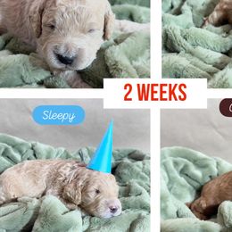 Goldendoodles from Gingerdoodles