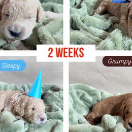 Goldendoodles from Gingerdoodles