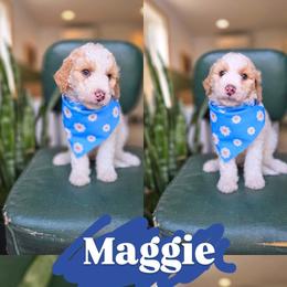 Girl 4 - Yellow and white female Bernedoodle puppy in Wagener, South Carolina from Noble Friend Breeders LLC