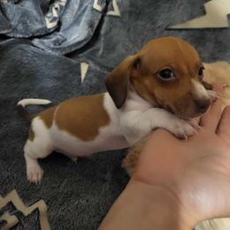 Dachshund Puppies from Chelsie Hamm