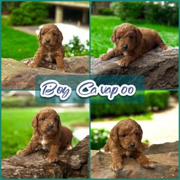 Apricot Male Cavapoo - Apricot male Cavapoo puppy in Harrah, Oklahoma from Sunshines Pomeranians & Cavapoos