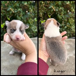 RANGER - Red male Pembroke Welsh Corgi puppy in Berea, Kentucky from SunShine Corgis