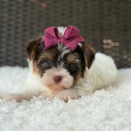 Gwen - Parti female Yorkshire Terrier puppy in Liberty, Texas from Tiny Yorkshire pups