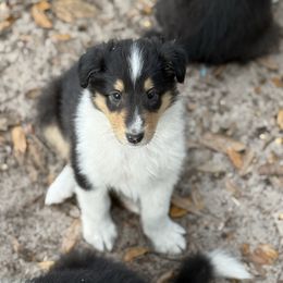 Girl 1 - Black white and tan female Collie puppy in Citra, Florida from Faith Rough Collie’s
