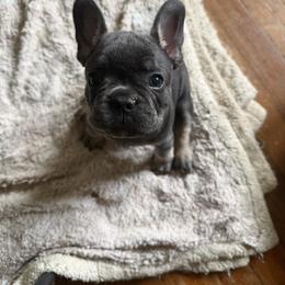 Sparky - Blue male French Bulldog puppy in Philadelphia, Pennsylvania from Kiki Leigh Frenchies