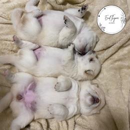 Shiba Inu Puppies from EndThyme Acres