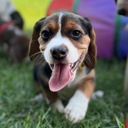 Ivy - Brown white and tan female Beagle puppy in Rogersville, Missouri from Hales Little Beagle Haven