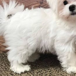 Chase - Maltese
