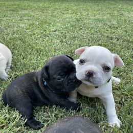 French Bulldog Puppies from Jackie’s French Bulldog’s
