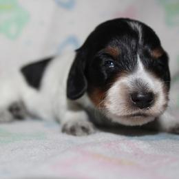 Boy 1 - Black and tan male Dachshund puppy in Craig, Colorado from Rocky Mountain Shih Tzus and Dry Creek Miniature Dachshunds