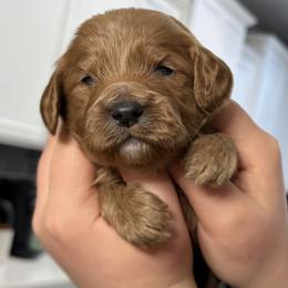 Duke - Red male Cavapoo puppy in Pasco, Washington from Beth's Cavapoos