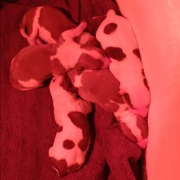 Boy 1 - Piebald male Dachshund puppy in Springdale, Washington from TNT MINI DACHSHUNDS