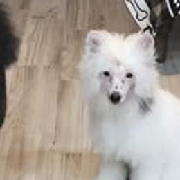 Chinese Cresteds and Poodles from Amari Miniature Poodles and Chinese Cresteds