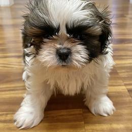 Shih Tzu Puppies from Willow Lane Shih Tzus