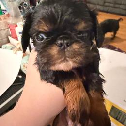 Tinkerbell - Black and tan female English Toy Spaniel puppy in Pennsylvania from Enchanting Charlies