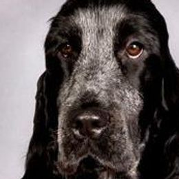 English Cocker Spaniels from Parvane
