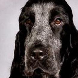 English Cocker Spaniels from Parvane